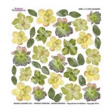 Folie Sospeso Trasparente-Little Helleboro